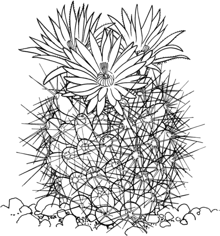 Coryphantha Vivipara Or Beehive Cactus Coloring Page